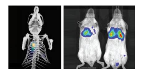 小鼠体内光学成像的原理和实验步骤-齐岳生物-德尔塔(Delta)生物试剂