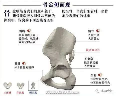 坐骨棘位置示意图图片