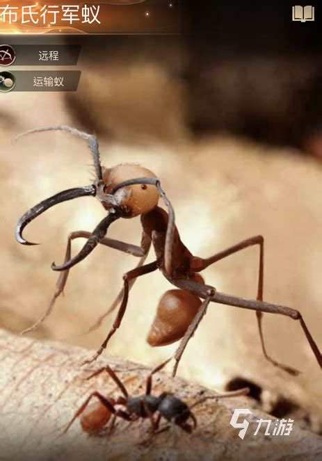 揭开行军蚁自杀式“死亡怪圈”之谜 - 神秘的地球 科学|自然|地理|探索
