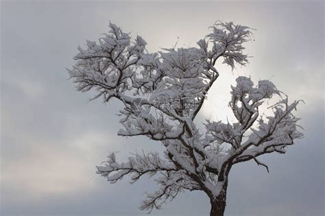 孤单的苍白无叶周围布满了雪在背景中的雪高清图片下载-正版图片507345809-摄图网