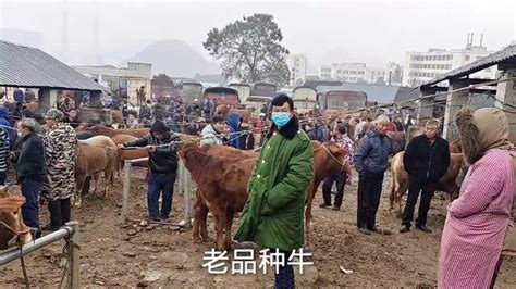 贵州推动牛羊产业高质量发展