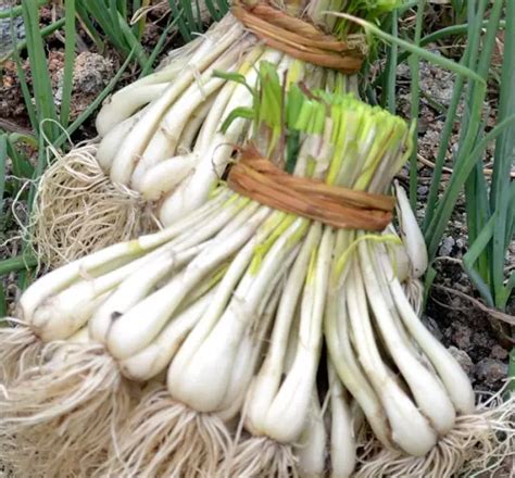 新鲜荞头藠头农家现挖教头5斤去须茭白小蒜茭头江西特产当季蔬菜-阿里巴巴