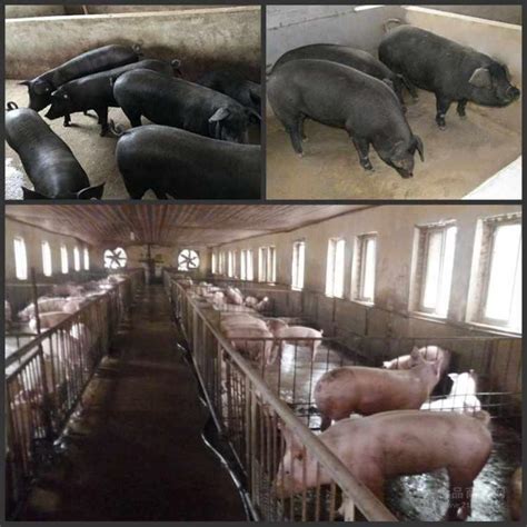 长白猪繁育基地养殖场电话北京黑猪公猪湖南株洲_济宁__猪-食品商务网