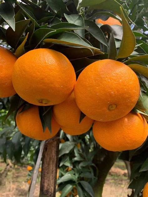 柑橘全年生长周期（柑橘树生长周期）-苧金农业