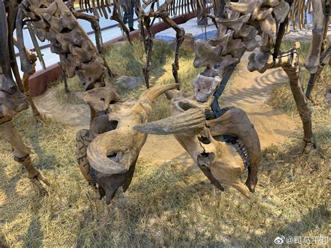 黑龙江省青冈县是猛犸象的故乡，是中国出土猛犸象化石最多的地方|博物馆|青冈县|猛犸象_新浪新闻