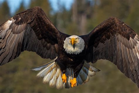 15 Majestic Facts About the Bald Eagle