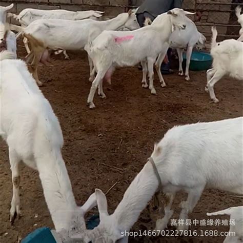 萨能奶山羊,祥宸养殖,陕西关中奶山羊|价格|厂家|多少钱-全球塑胶网