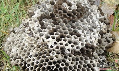 蜂房的功效与作用及药用价值 - 蜂巢 - 酷蜜蜂