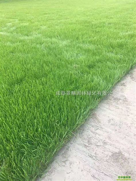 郑州草坪价格是多少「彤薇家庭农场供应」 - 宝发网