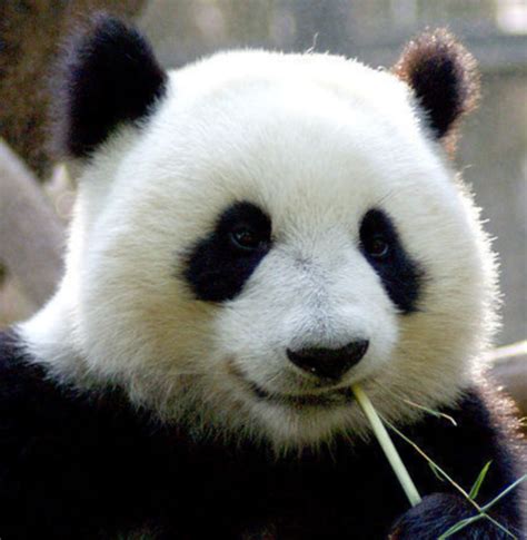 我们的国宝大熊猫, 在动物界中是个什么地位?|大熊猫|动物界|国宝_新浪新闻