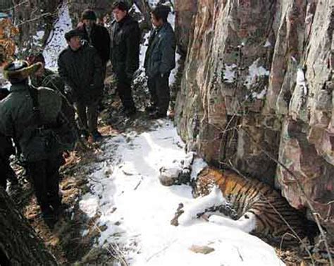 宁波老虎伤人续：涉事动物园10年前就有游客险被咬（图）_图片_中国小康网