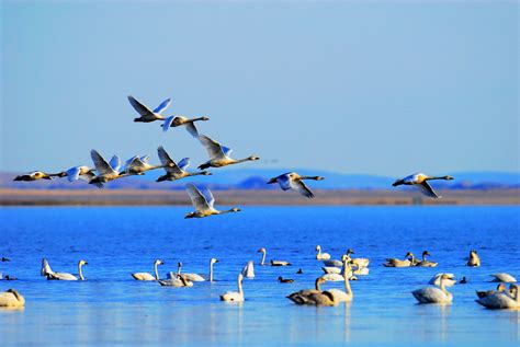 人民网：有一种灵动在江西——来鄱阳湖，和候鸟有个约会 _www.isenlin.cn