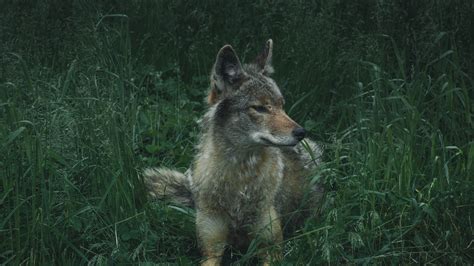 #370822 wolf, predator, grass 4k wallpaper - Rare Gallery HD Wallpapers