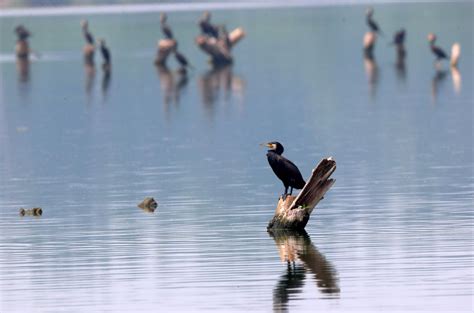 黑河湿地--鸟类栖息繁殖胜地 - 中国自然保护区生物标本资源共享平台