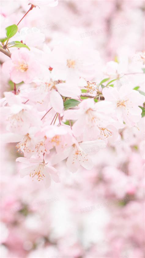 粉色樱花非主流头像