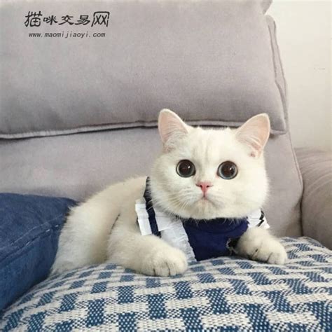 流浪猫为了报恩，把自己最好的礼物送给恩人_高清1080P在线观看平台_腾讯视频