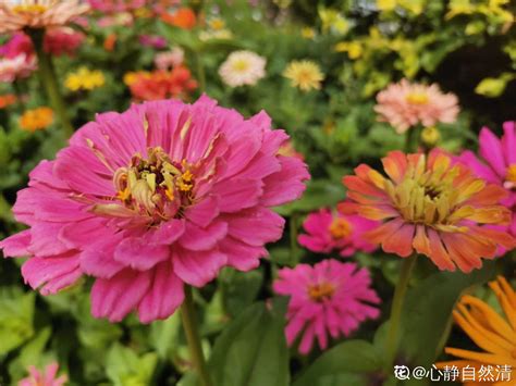 百日草花是您希望在花园中种植的最茂盛的花朵之一最容易生高清图片下载-正版图片507293770-摄图网