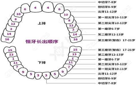 【乳牙萌出顺序图】宝爸宝妈可以根据对应的时间查看宝贝们牙齿生长情况~但是宝贝牙齿萌出的时间差异会蛮大的，差错一些不用太担心