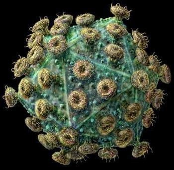 艾滋病病毒(HIV模式图)--图片频道--人民网