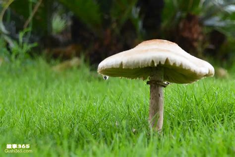 伞把菇图片