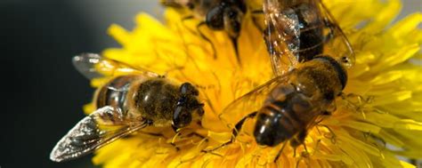 蜜蜂的信息素主要有哪些，详细介绍 - 农敢网