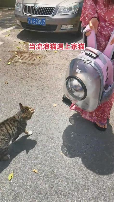 【图片故事】李逢华：救助流浪猫15年[组图]_图片中心_中国网