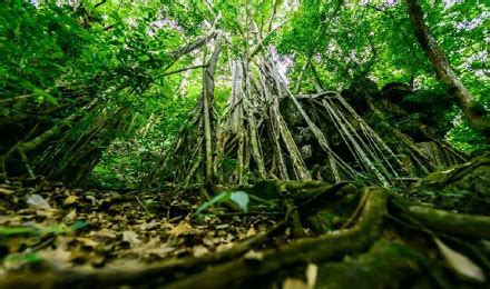 中国科学院西双版纳热带植物园门票（可选东区+西区+绿石林游览车/必打卡景区）,马蜂窝自由行 - 马蜂窝自由行