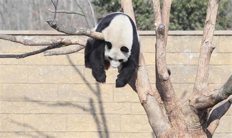 熊猫上树摄影图__野生动物_生物世界_摄影图库_昵图网nipic.com