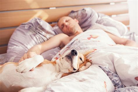 “和狗睡”的好处，原来有这么多！你们知道吗？ - 知乎