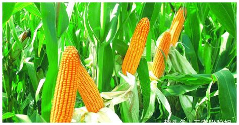 玉米是一种产量高、适应性强的农作物，玉米栽培过程中如何管理？