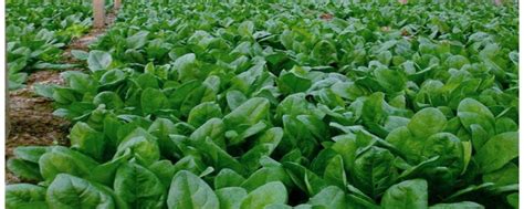 [菠菜]菠菜图片_种植方法-花园植物-藤本月季网