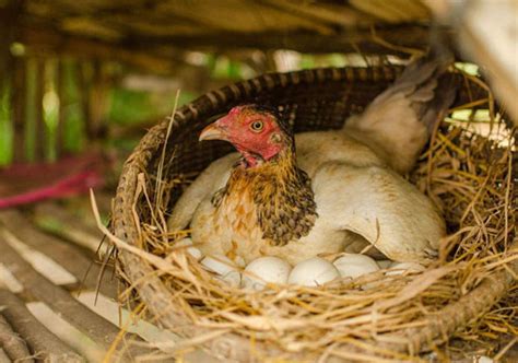 母鸡抱窝后多久恢复下蛋，抱窝前有什么征兆 - 农村网