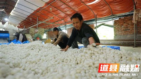 探访新中国第一个蚕种场，风光时年制种40万张，如今3万张_澎湃号·湃客_澎湃新闻-The Paper