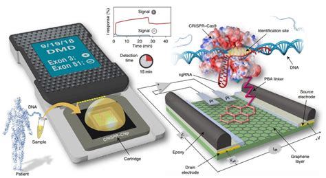 微电子所在石墨烯晶体管物理模型及其电路应用研究方面取得进展 - 微波射频网