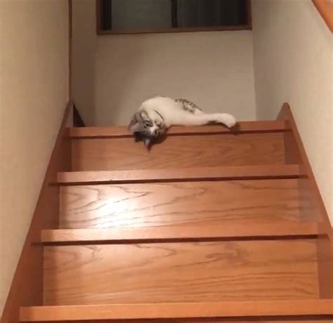 猫咪突然倒在楼梯上，主人以为猫瘫痪了，看明白后笑喷