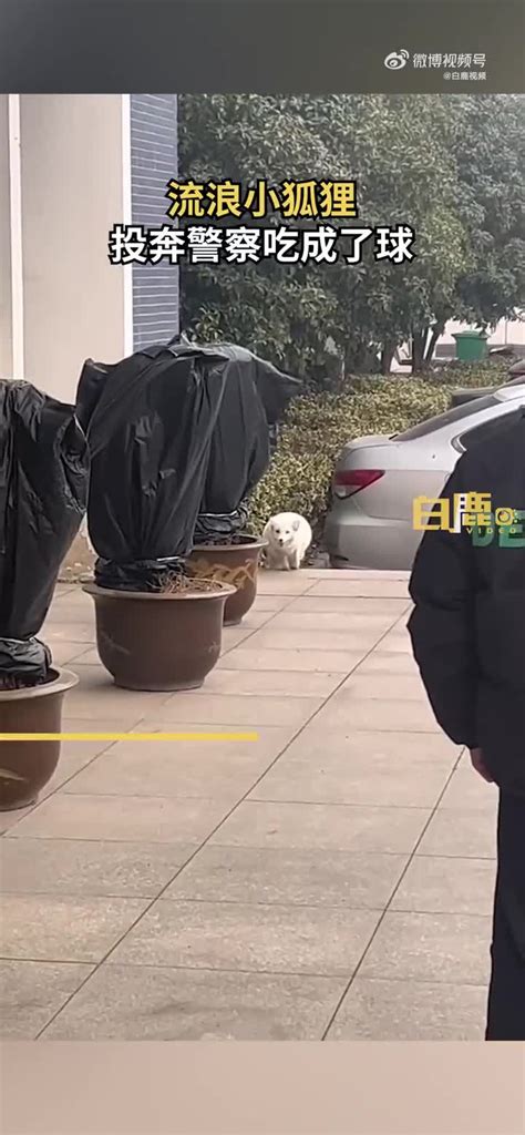 2021年，上海警方境外抓捕的第一只“狐狸”到案_新民社会_新民网