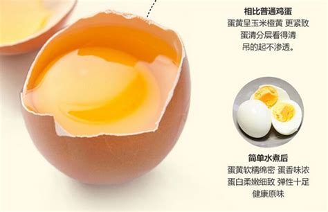 蛋鸡知识系列（一）——鸡蛋的结构 - 知乎