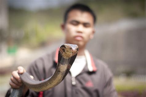 被眼镜蛇咬手，印度8岁男童反咬蛇两口：人没事，蛇死了！_手机新浪网