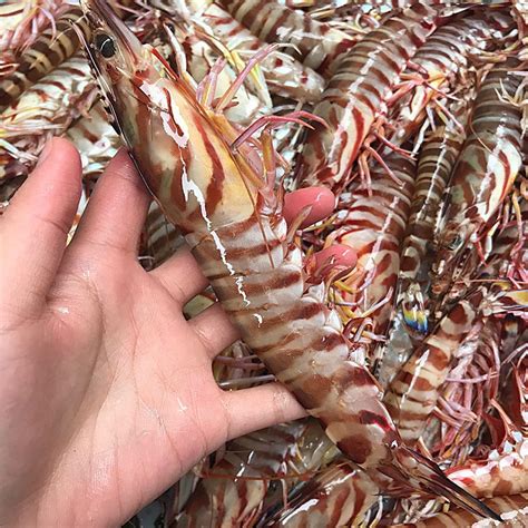 [草虾批发]基围虾 天然大海虾，特大老虎虾，大鬼虾，草虾，价格170元/盒 - 惠农网