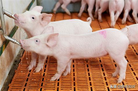 中国养猪信息|国内养猪资讯|养猪信息平台 - 猪好多网