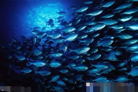 在海洋的最深处，都生活着哪些可怕的生物？_腾讯视频