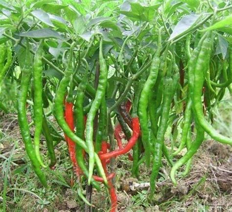 辣椒的种植技术与管理，辣椒种植技术和管理条件|admin_人人点