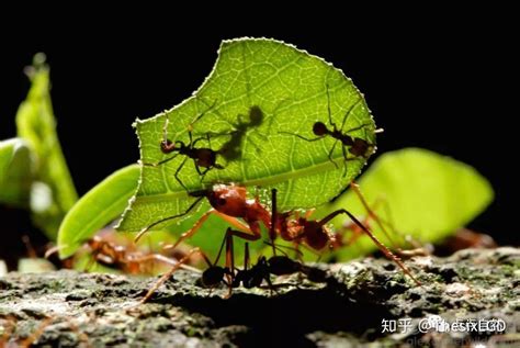 最值得养的15种蚂蚁,好养的蚂蚁排行榜,蚂蚁种类_大山谷图库