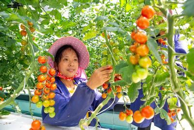 安徽肥东：科技强农促振兴-人民图片网