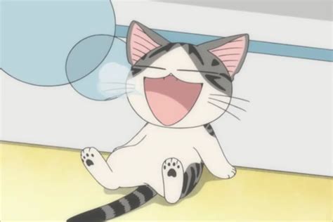 甜甜起司猫图片