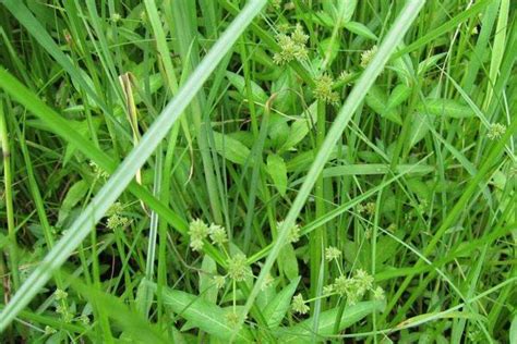 结缕草和台湾草的区别，结缕草和台湾草有哪些不同-绿宝园林网