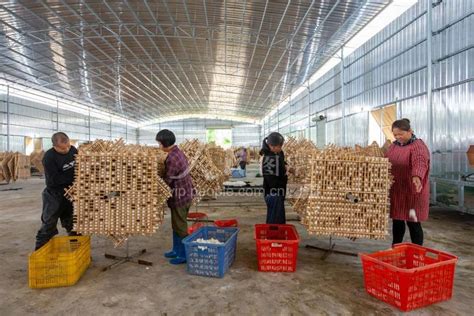 今日中国最重要的桑蚕基地，不在江南在广西|文章|中国国家地理网