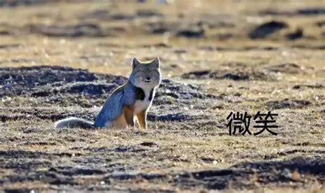 藏狐表情图片