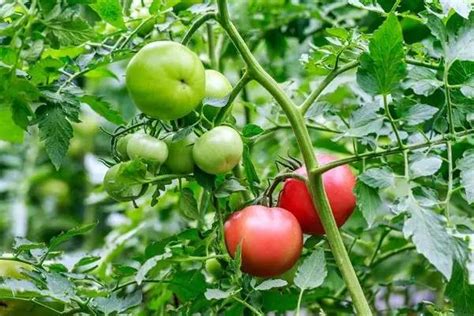 番茄的生长过程 - 农敢网