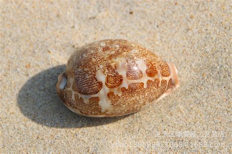 文化随行-小贝壳 大世界—珍稀贝壳线上微展览（一）
